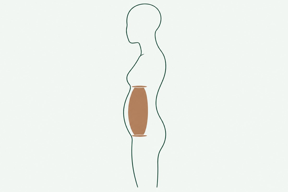 おなかの中の圧が、腰を内側から支えています
